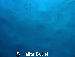 cloud of jellyfishes / no strobe / Fiesa, Slovenia/ april 08 by Melita Bubek 